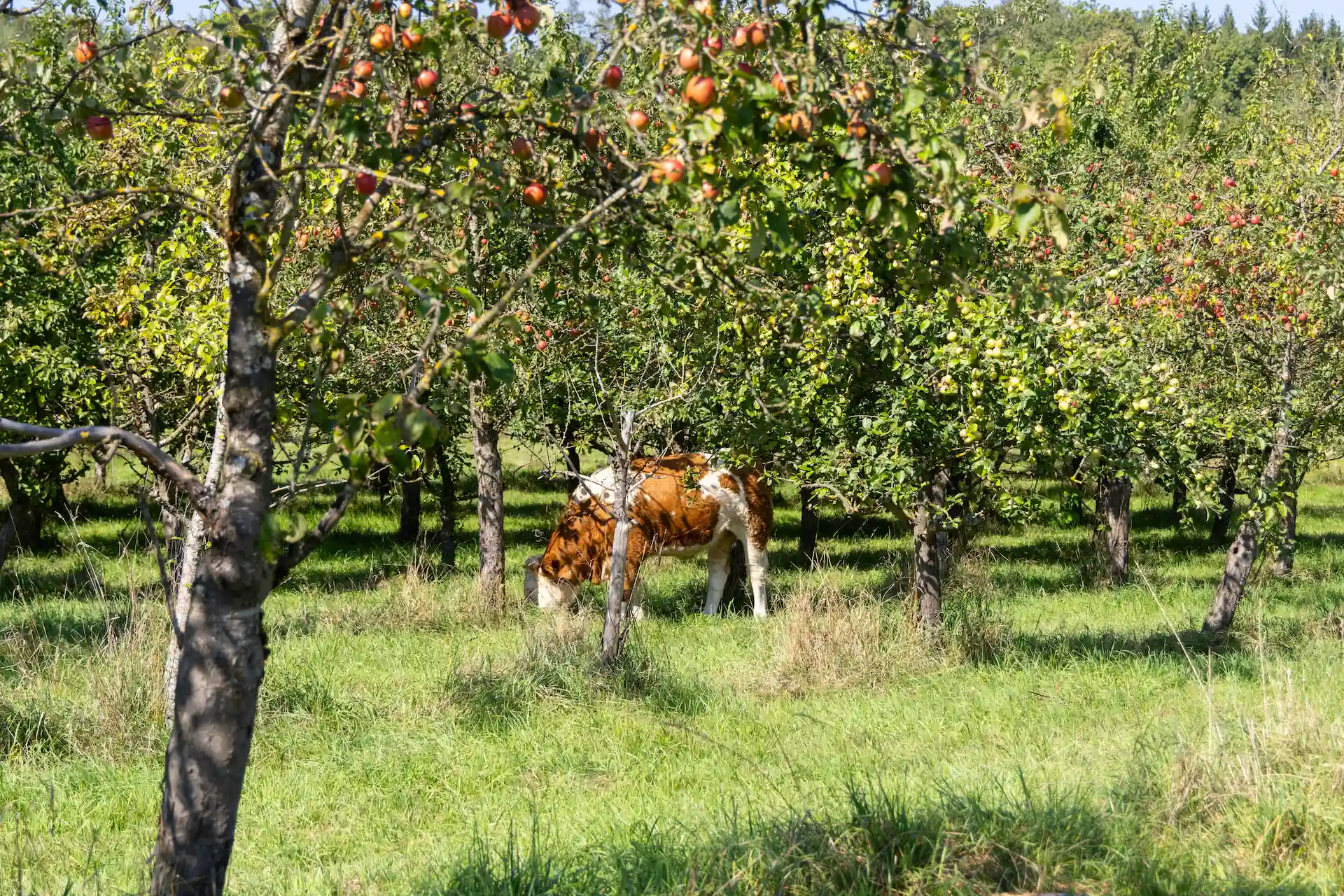 Organic farm landscape
