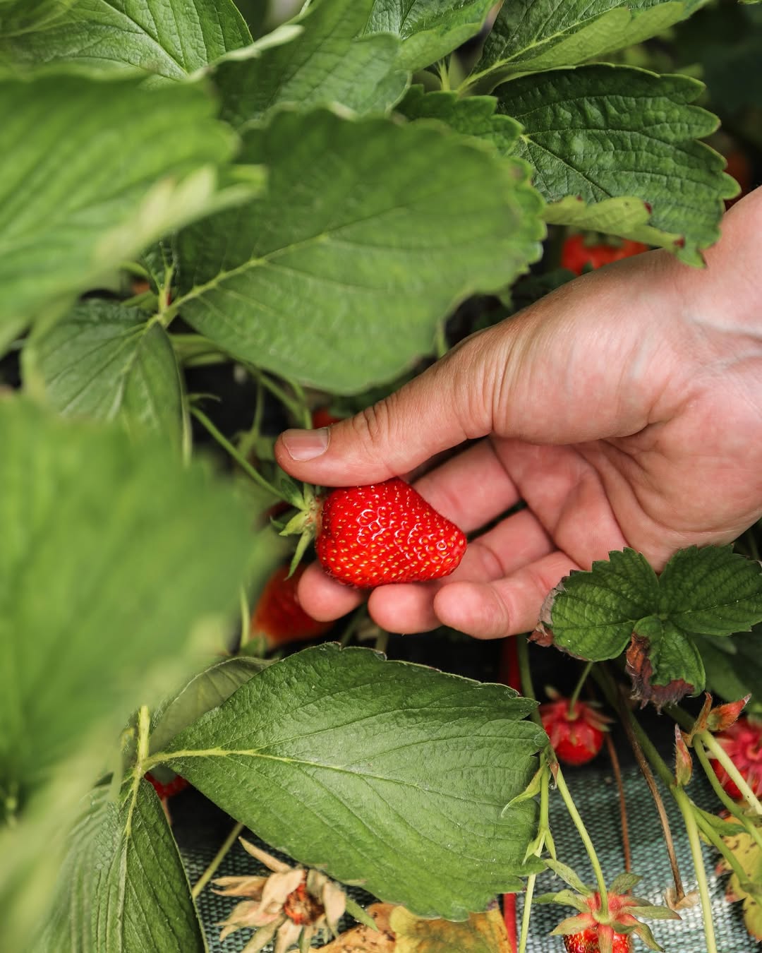 Hand picking a strawberry