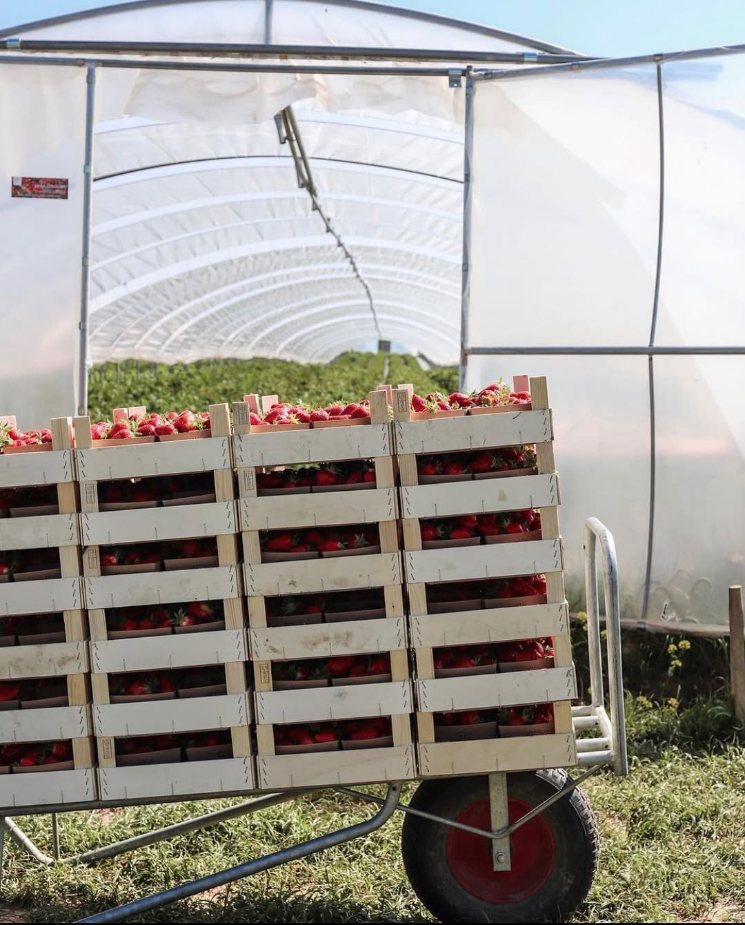 Strawberries crates on a wheelbarrow