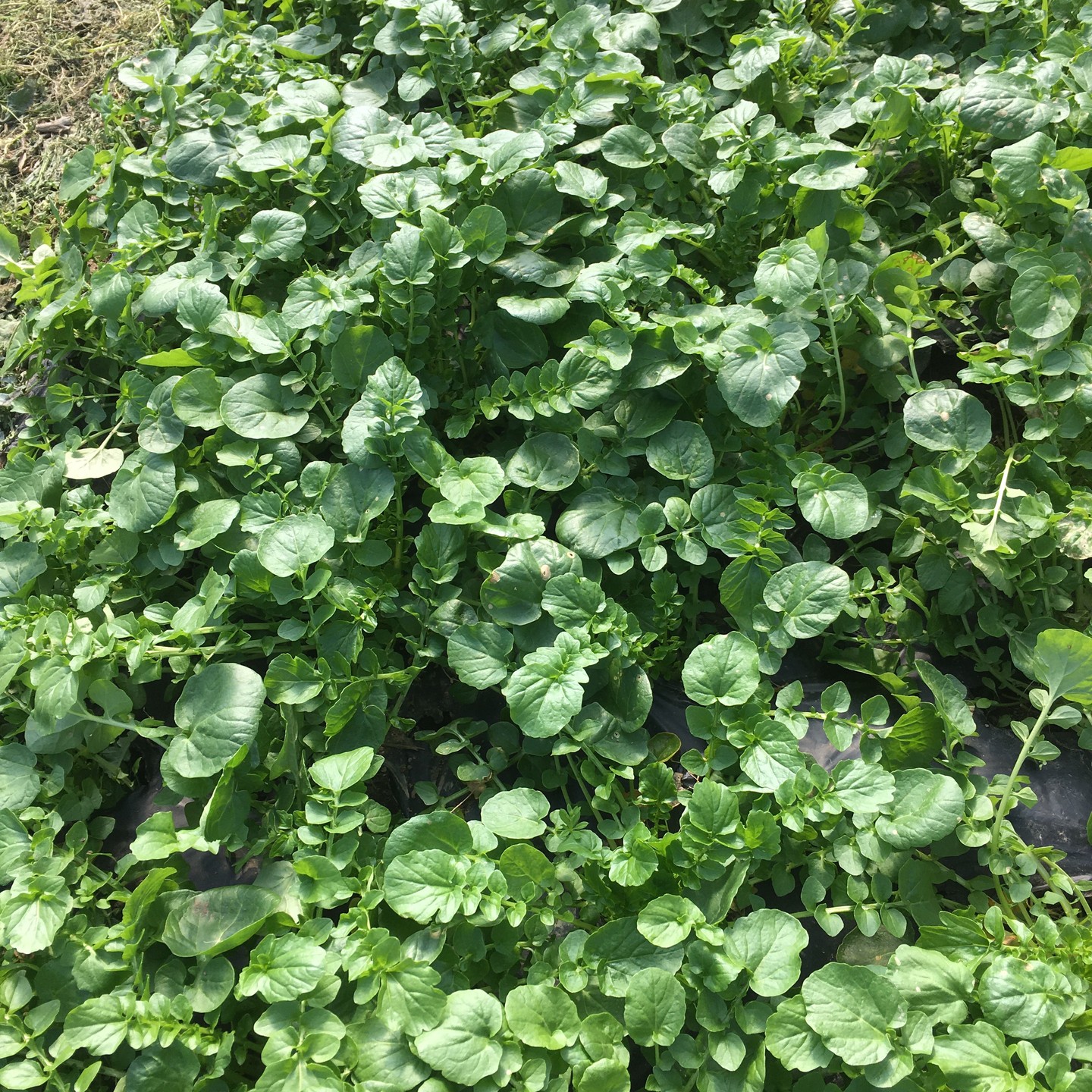 Mish Mash vegetables